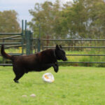 Malinois Mischling Donut, 04/2024, ca. 65 cm