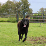 Malinois Mischling Donut, 04/2024, ca. 65 cm