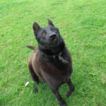 Malinois Mischling Donut, 04/2024, ca. 65 cm