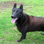 Malinois Mischling Donut, 04/2024, ca. 65 cm