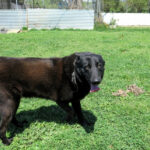 Malinois Mischling Donut, 04/2024, ca. 65 cm
