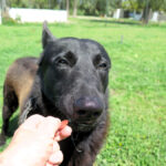 Malinois Mischling Donut, 04/2024, ca. 65 cm
