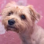 Yorkshire Terrier Dorita, 10/2022, ca. 25 cm
