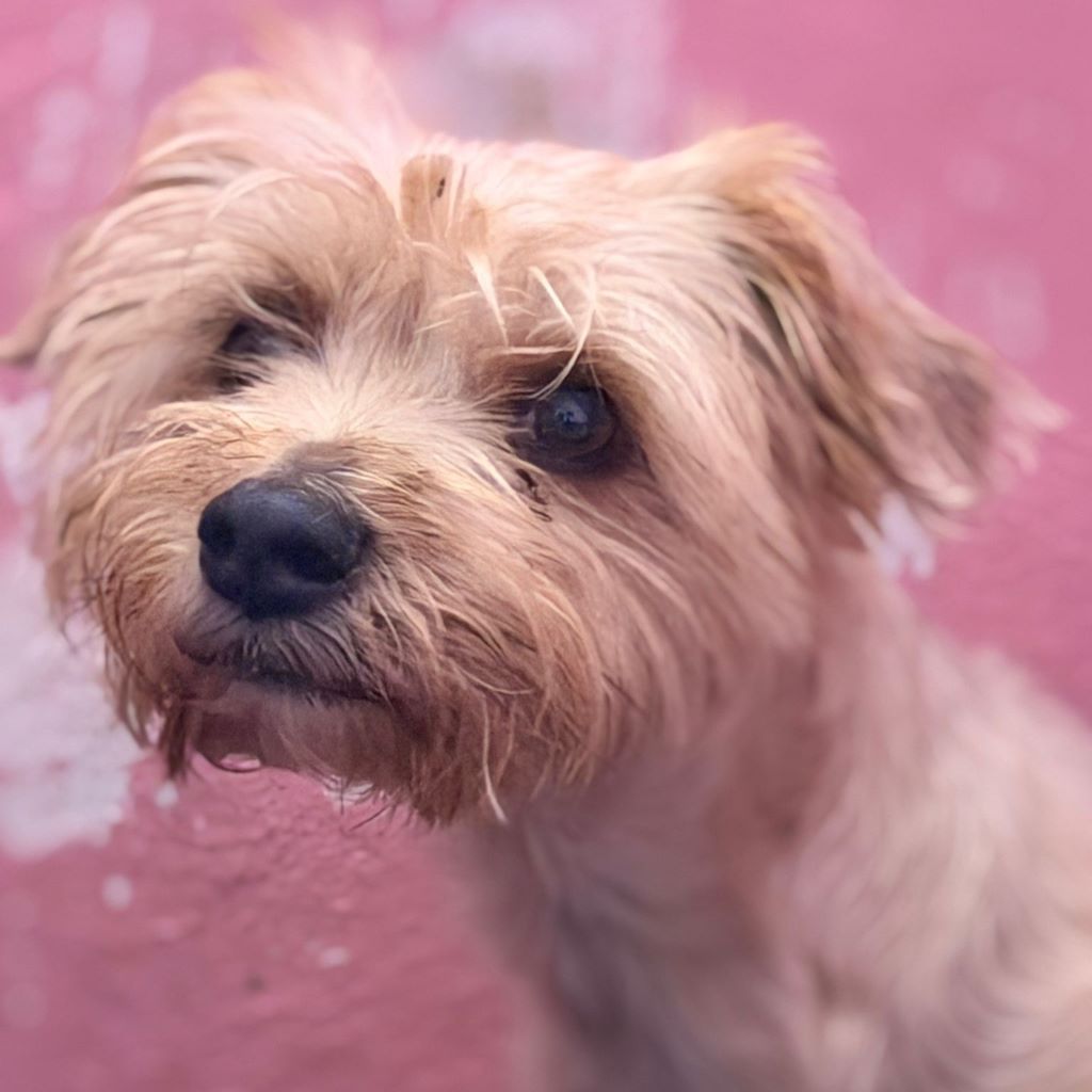 Yorkshire Terrier Dorita, 10/2022, ca. 25 cm