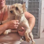 Yorkshire Terrier Dorita, 10/2022, ca. 25 cm