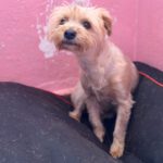 Yorkshire Terrier Dorita, 10/2022, ca. 25 cm