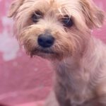 Yorkshire Terrier Dorita, 10/2022, ca. 25 cm
