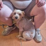 Yorkshire Terrier Dorita, 10/2022, ca. 25 cm