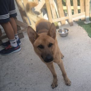 Schäferhund-Mischling Draco, 04/2025, Endgröße ca. 65 cm