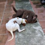 Pointer Mischling Duna, 08/2021, ca. 50 cm