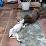 Pointer Mischling Duna, 08/2021, ca. 50 cm