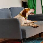 Pointer Mischling Duna, 08/2021, ca. 50 cm