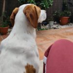 Pointer Mischling Duna, 08/2021, ca. 50 cm