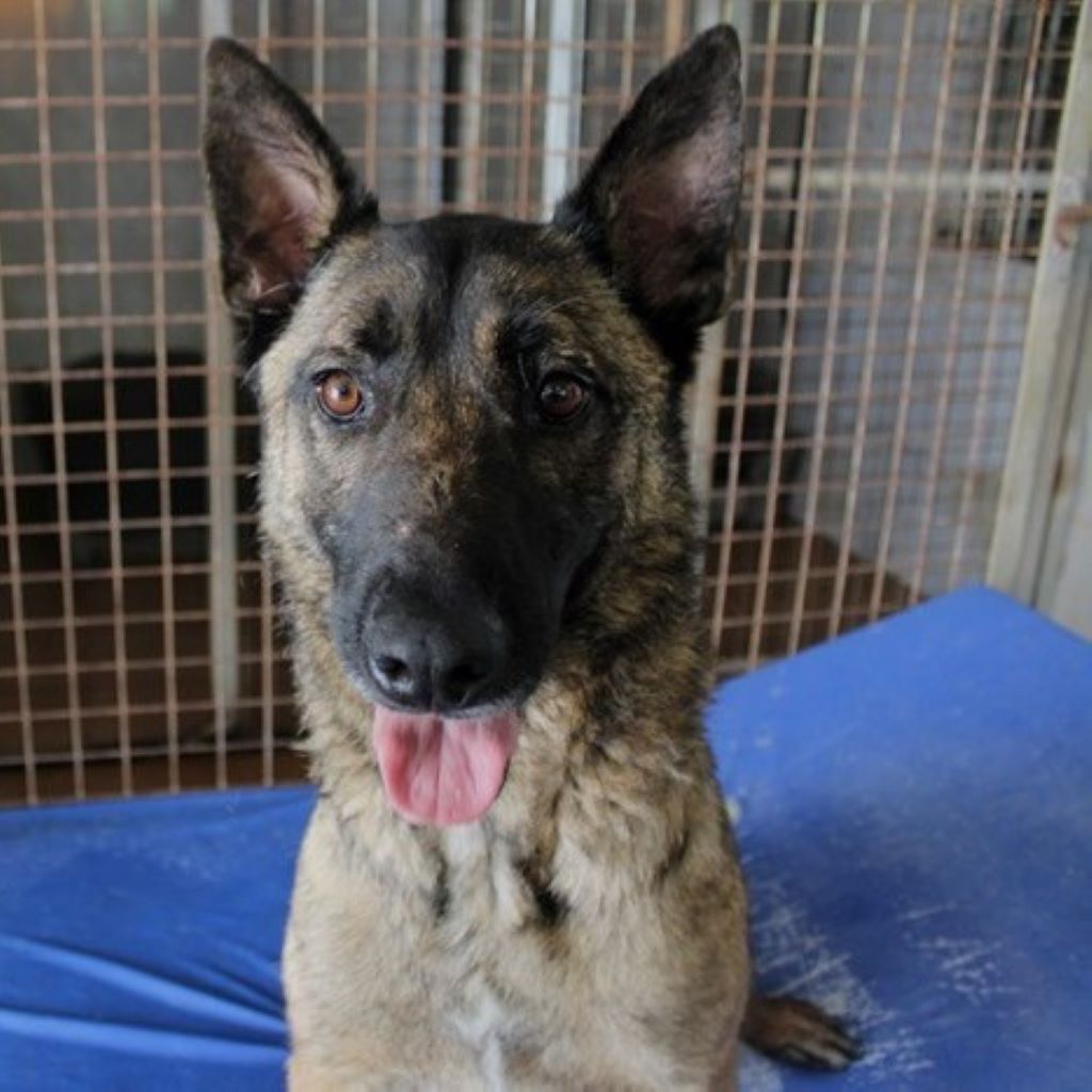Malinois Mischling Eimon, 05/2023, ca. 65 cm