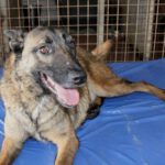 Malinois Mischling Eimon, 05/2023, ca. 65 cm