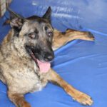 Malinois Mischling Eimon, 05/2023, ca. 65 cm