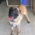 Malinois Mischling Eimon, 05/2023, ca. 65 cm