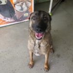 Malinois Mischling Eimon, 05/2023, ca. 65 cm