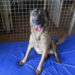 Malinois Mischling Eimon, 05/2023, ca. 65 cm
