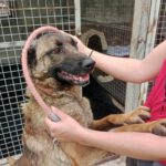 Malinois Mischling Eimon, 05/2023, ca. 65 cm