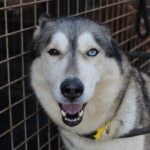 Husky (Mischling?) Eira, 04/2023, ca. 65 cm