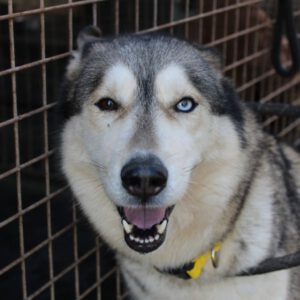 Husky (Mischling?) Eira, 04/2023, ca. 65 cm