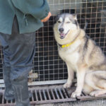 Husky (Mischling?) Eira, 04/2023, ca. 65 cm