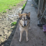 Husky (Mischling?) Eira, 04/2023, ca. 65 cm