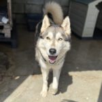 Husky (Mischling?) Eira, 04/2023, ca. 65 cm