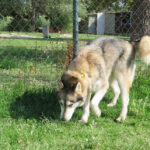 Husky (Mischling?) Eira, 04/2023, ca. 65 cm