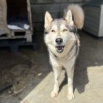 Husky (Mischling?) Eira, 04/2023, ca. 65 cm