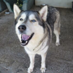 Husky (Mischling?) Eira, 04/2023, ca. 65 cm