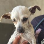 Chihuahua Elia ,04/2014, ca. 30 cm