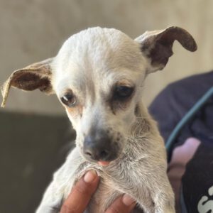 Chihuahua Elia ,04/2014, ca. 30 cm