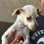 Chihuahua Elia ,04/2014, ca. 30 cm