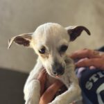 Chihuahua Elia ,04/2014, ca. 30 cm
