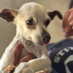 Chihuahua Elia ,04/2014, ca. 30 cm