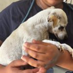 Chihuahua Elia ,04/2014, ca. 30 cm