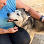 Husky Estrella, 10/2019, ca. 55 cm