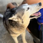 Husky Estrella, 10/2019, ca. 55 cm
