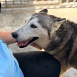 Husky Estrella, 10/2019, ca. 55 cm