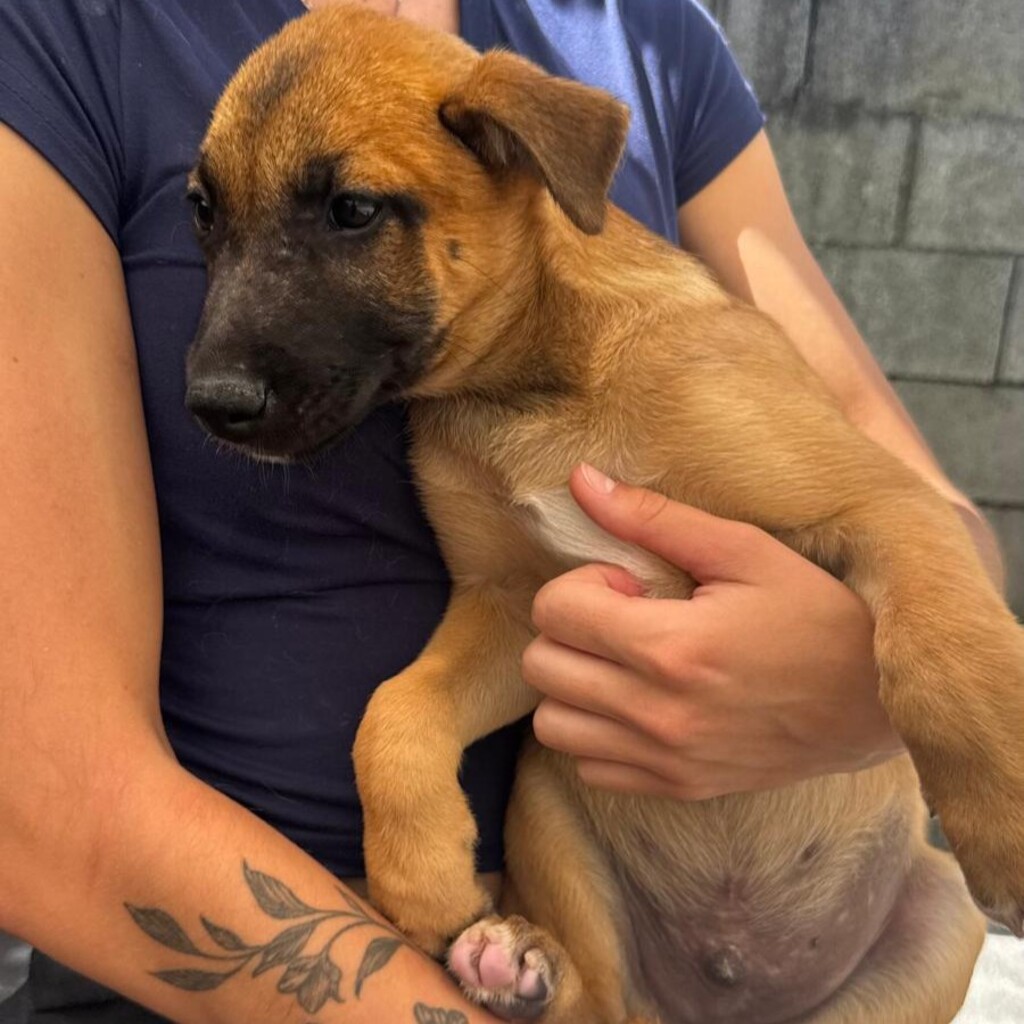 Malinois-Mischling Fabio, 02/2026, Endgröße ca. 55 cm