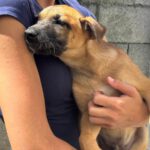 Malinois-Mischling Fabio, 02/2026, Endgröße ca. 55 cm