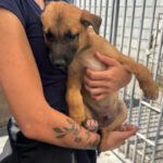 Malinois-Mischling Fabio, 02/2026, Endgröße ca. 55 cm