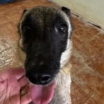 Malinois Mischling Felicity, 06/2024, ca. 50 cm