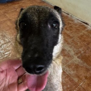 Malinois Mischling Felicity, 06/2024, ca. 50 cm