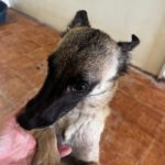 Malinois Mischling Felicity, 06/2024, ca. 50 cm