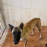 Malinois Mischling Felicity, 06/2024, ca. 50 cm