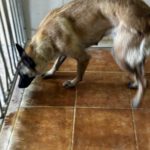 Malinois Mischling Felicity, 06/2024, ca. 50 cm