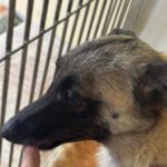 Malinois Mischling Felicity, 06/2024, ca. 50 cm